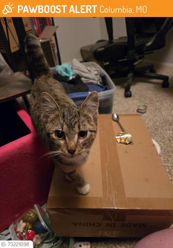 Found/Stray Female Cat last seen Chapel Hill Road, Columbia, MO 65203