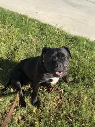 Found/Stray Female Dog last seen Paladino, Bakersfield, CA 93306