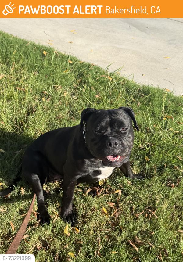 Found/Stray Female Dog last seen Paladino, Bakersfield, CA 93306