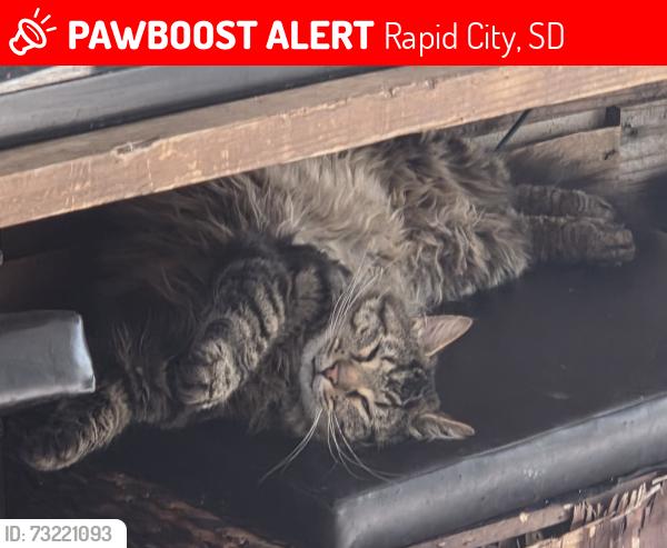 Lost Male Cat last seen Near hisega meadows, Rapid City, SD 57702