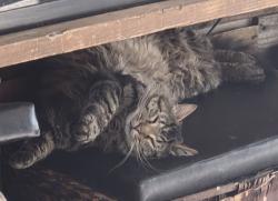 Lost Male Cat last seen Near hisega meadows, Rapid City, SD 57702