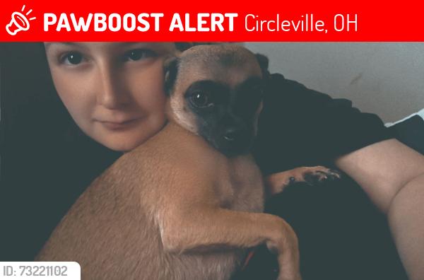 Lost Female Dog last seen North court Street circleville, Circleville, OH 43113