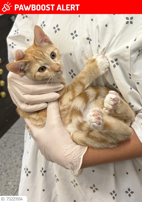 Lost Male Cat last seen Edinger, Huntington Beach, CA 92649