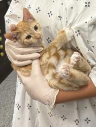 Lost Male Cat last seen Edinger, Huntington Beach, CA 92649
