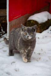 Lost Female Cat last seen Near BASE LINE , DRESDEN, Chatham-Kent, ON N0P 1M0