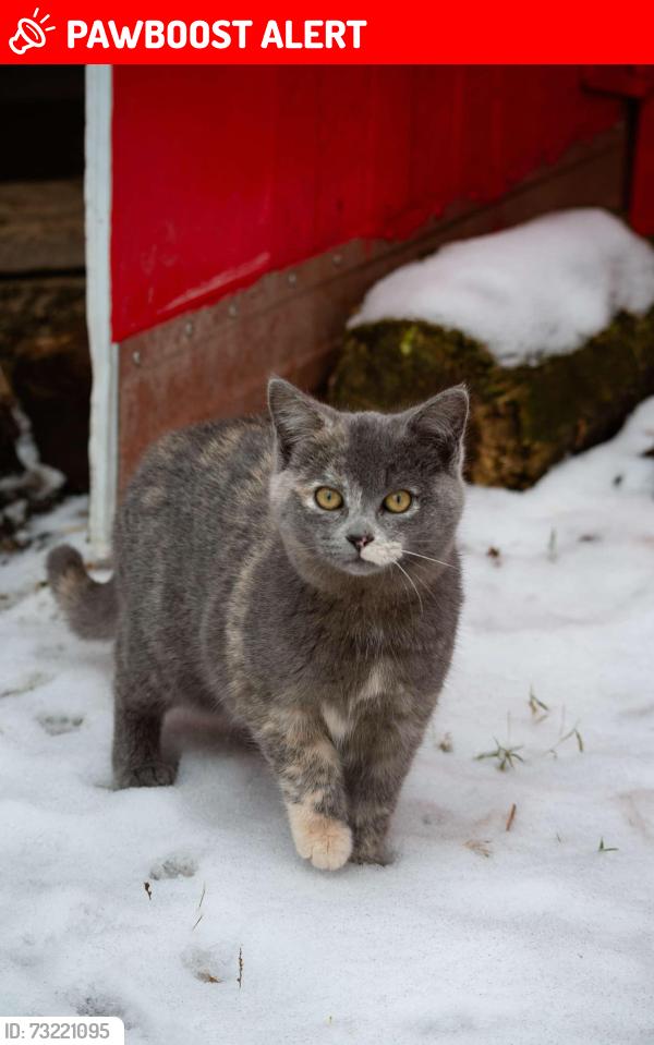 Lost Female Cat last seen Near BASE LINE , DRESDEN, Chatham-Kent, ON N0P 1M0