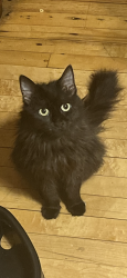 Lost Female Cat last seen West George Street, Chicago, IL 60618