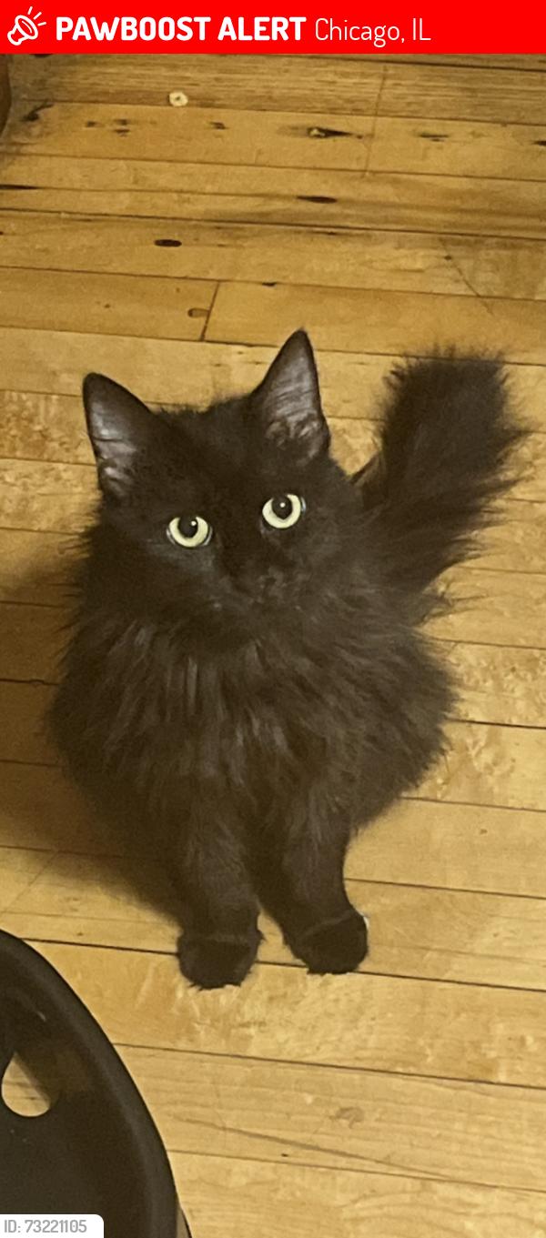 Lost Female Cat last seen West George Street, Chicago, IL 60618
