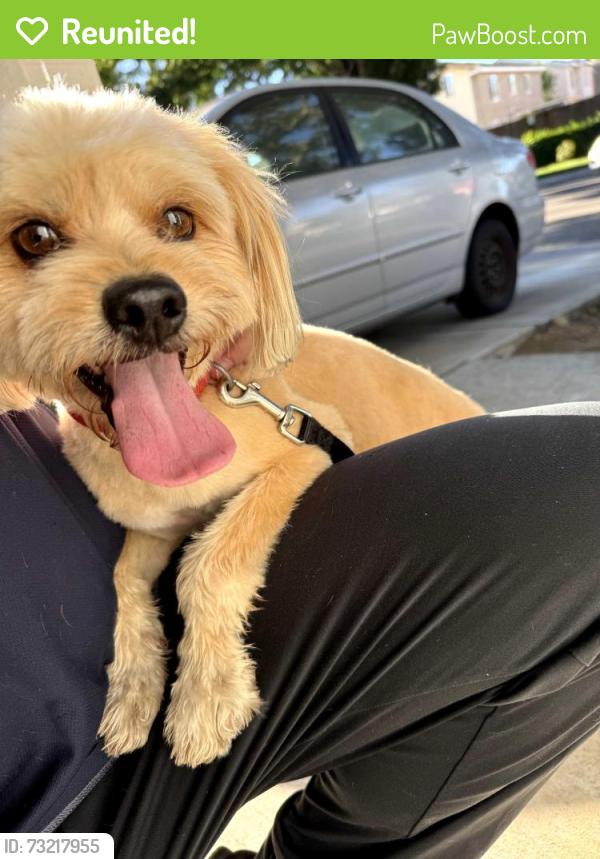 Reunited Male Dog last seen Tracy In-shape, Tracy, CA 95376