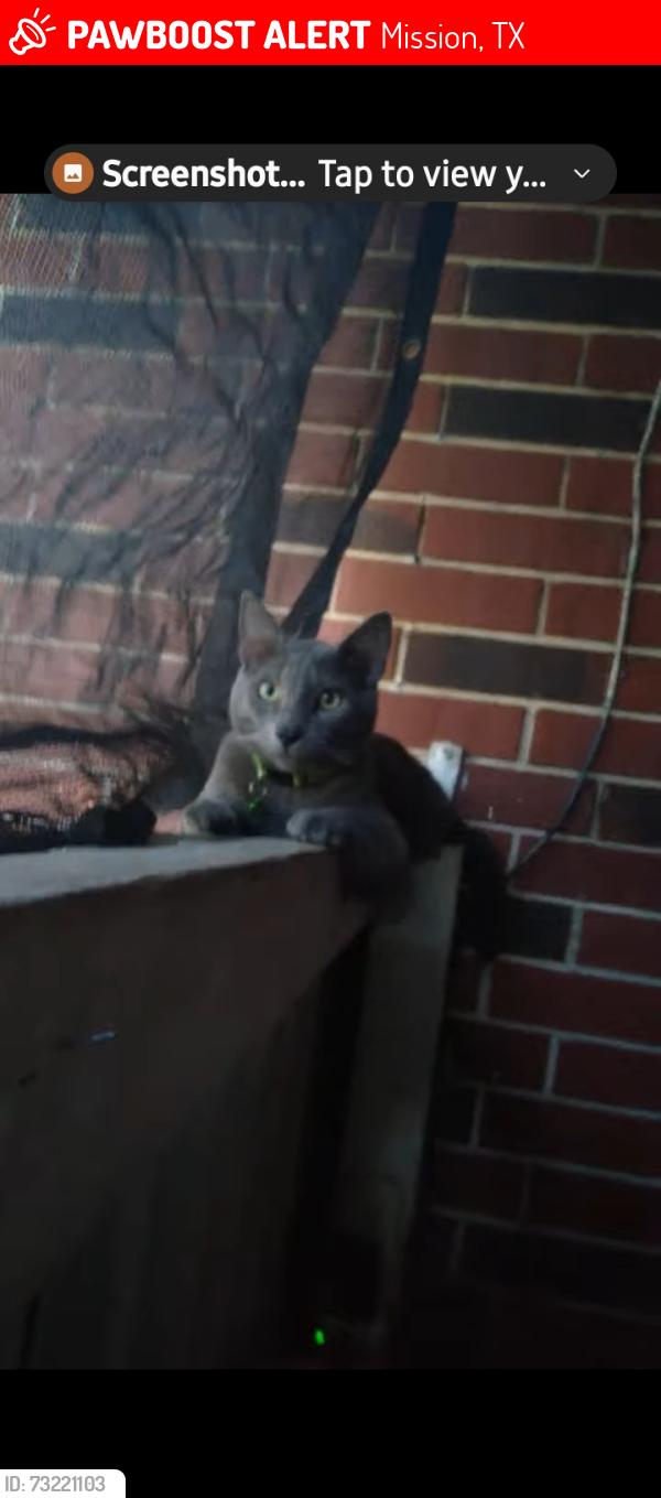 Lost Male Cat last seen Cimmaron, Mission, TX 78572