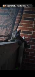 Lost Male Cat last seen Cimmaron, Mission, TX 78572