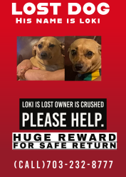 Lost Male Dog last seen Near Higginbotham rd, Fort Myers, FL 33905