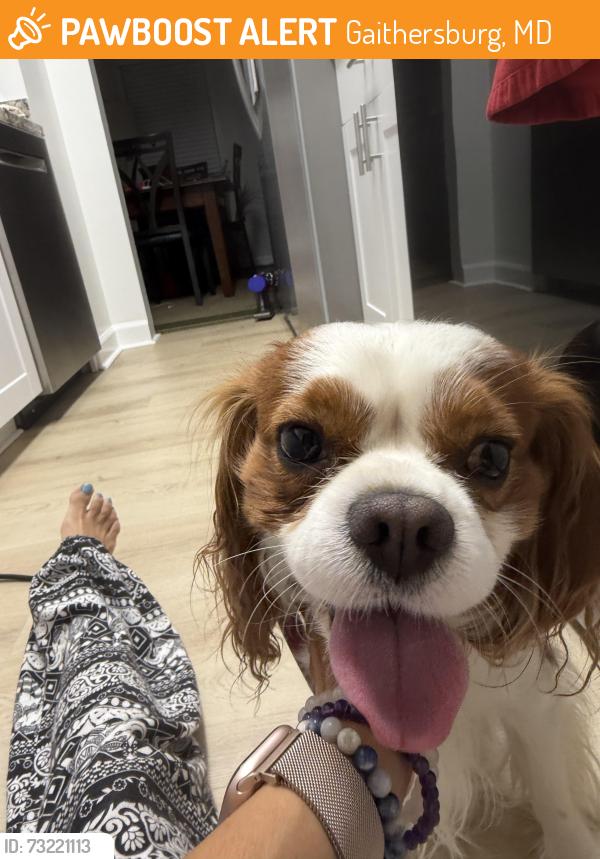 Found/Stray Male Dog last seen School st, Gaithersburg, MD 20878