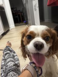 Found/Stray Male Dog last seen School st, Gaithersburg, MD 20878