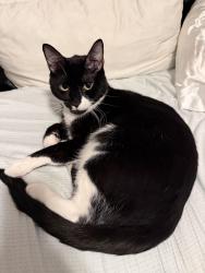 Lost Male Cat last seen 153rd st between Amsterdam and st nicholas, New York, NY 10031