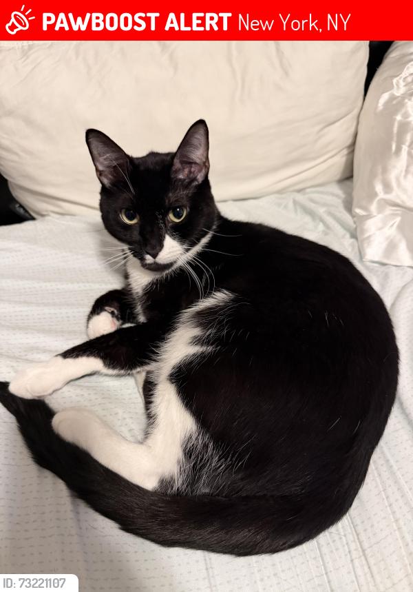Lost Male Cat last seen 153rd st between Amsterdam and st nicholas, New York, NY 10031