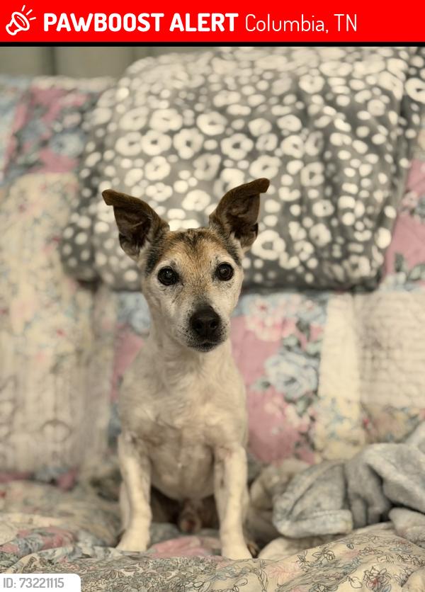 Lost Male Dog last seen Chestnut Ridge Rd. And near Sulpher Springs Rd, Columbia, TN 38401
