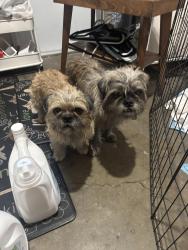Found/Stray Unknown Dog last seen Tennyson Rd & Sleep Hollow Ave, Hayward, CA 94545
