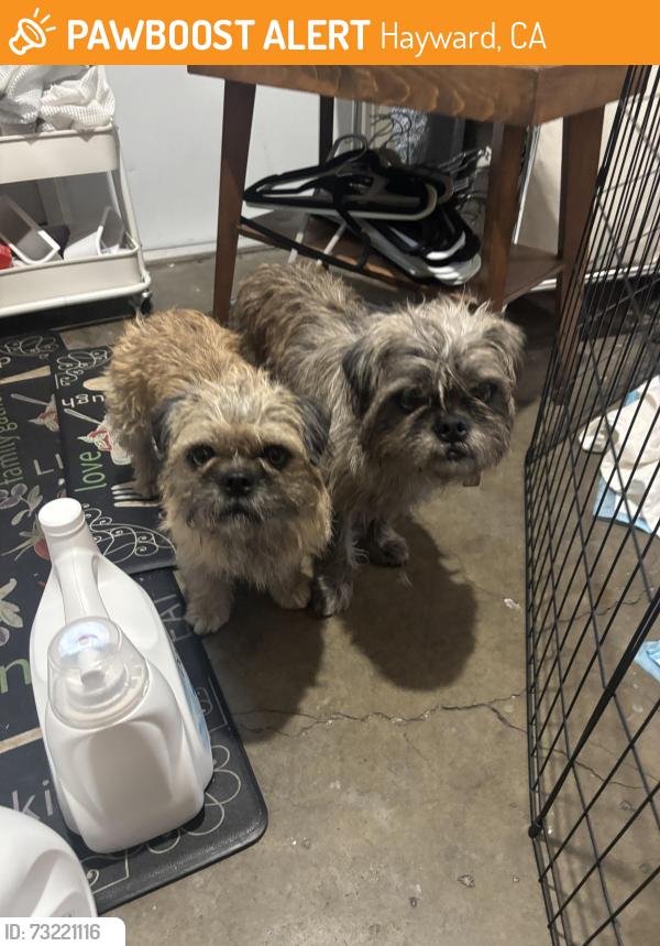 Found/Stray Unknown Dog last seen Tennyson Rd & Sleep Hollow Ave, Hayward, CA 94545