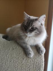 Reunited Male Cat last seen Jones St. and St. Cross St., Winnipeg, MB R2W 0C2