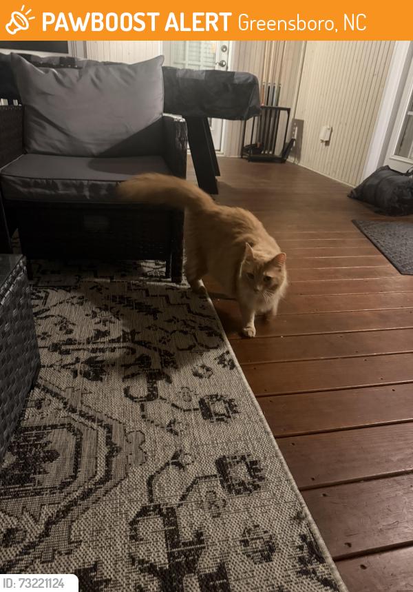 Found/Stray Unknown Cat last seen Village Tavern, Greensboro, NC 27410