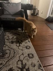 Found/Stray Unknown Cat last seen Village Tavern, Greensboro, NC 27410