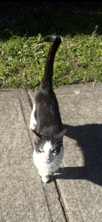 Found/Stray Male Cat last seen East terrence, Bankstown, NSW 2200