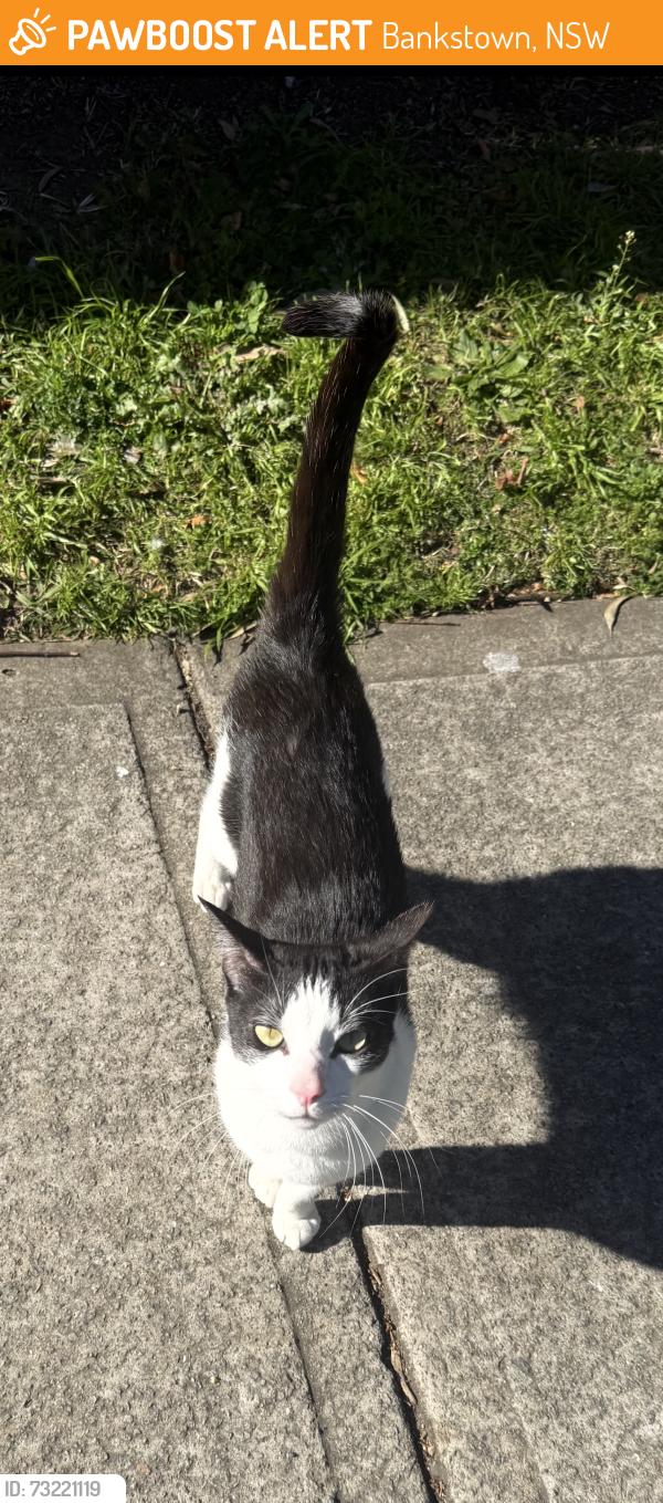Found/Stray Male Cat last seen East terrence, Bankstown, NSW 2200