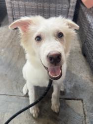 Found/Stray Male Dog last seen Pine Cove Park, Harris County, TX 77389