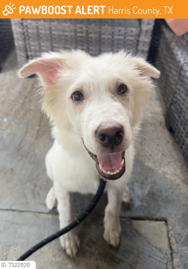 Found/Stray Male Dog last seen Pine Cove Park, Harris County, TX 77389