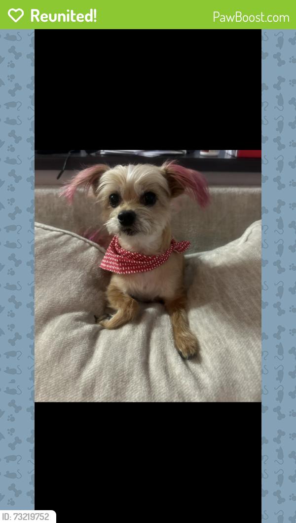 Reunited Female Dog last seen Clayton & lone mountain, North Las Vegas, NV 89031