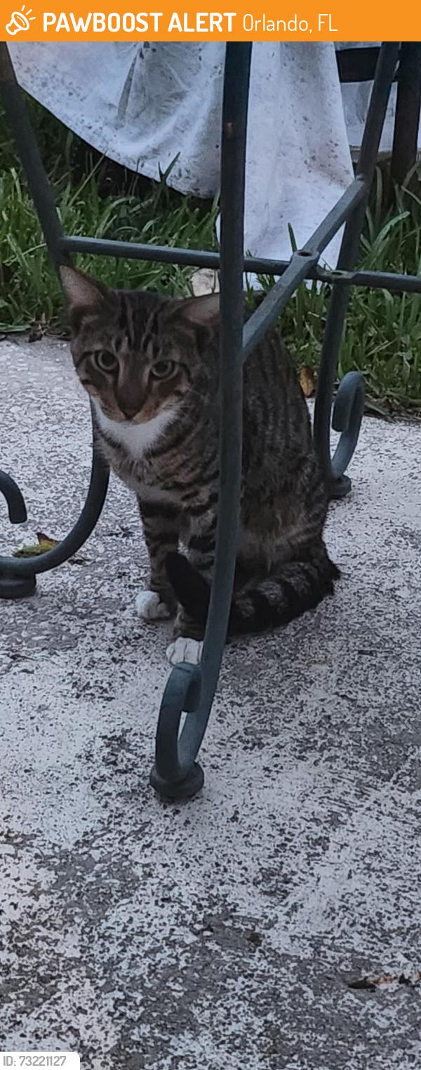 Found/Stray Unknown Cat last seen Kempton Park, Orlando, FL 32837