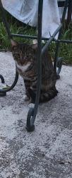 Found/Stray Unknown Cat last seen Kempton Park, Orlando, FL 32837
