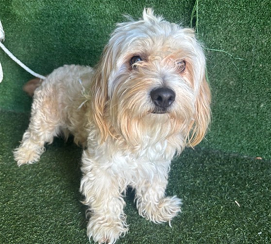 Shelter Stray Male Dog last seen , 5210 W Ave I, Lancaster, CA 93536, USA
