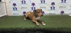 Shelter Stray Female Dog last seen , 2769 Conroy Rd, Orlando, FL 32839, USA