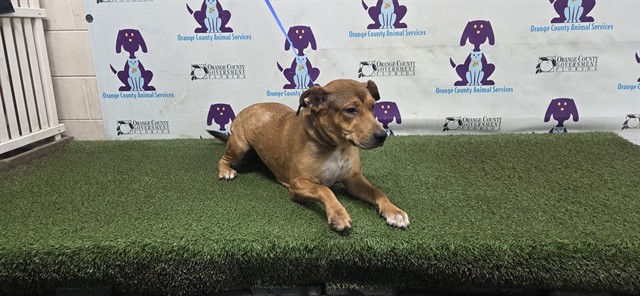 Shelter Stray Female Dog last seen , 2769 Conroy Rd, Orlando, FL 32839, USA