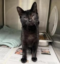 Shelter Stray Female Cat last seen , 3201 Lacy St, Los Angeles, CA 90031, USA