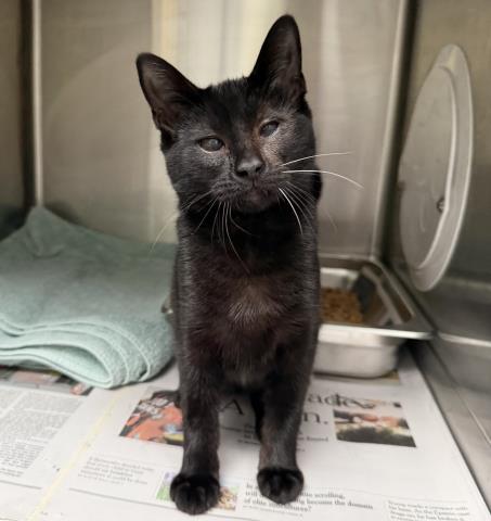 Shelter Stray Female Cat last seen , 3201 Lacy St, Los Angeles, CA 90031, USA