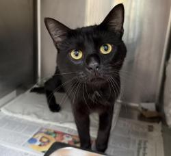 Shelter Stray Male Cat last seen , 3201 Lacy St, Los Angeles, CA 90031, USA