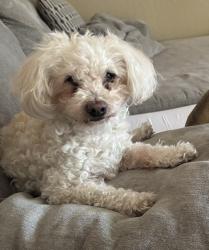 Lost Male Dog last seen Sherman St. 95110, San Jose, CA 95110