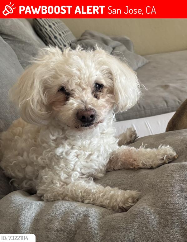 Lost Male Dog last seen Sherman St. 95110, San Jose, CA 95110