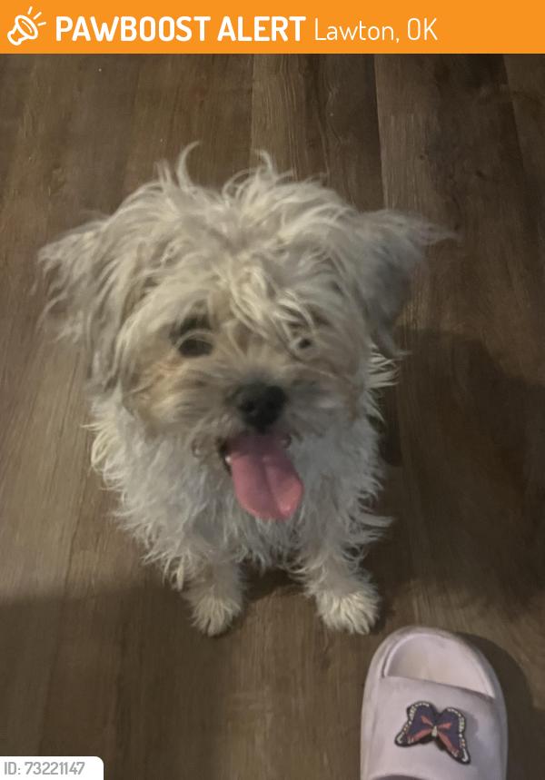 Found/Stray Female Dog last seen Near an H avenue, Lawton, OK 73505