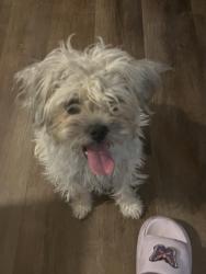 Found/Stray Female Dog last seen Near an H avenue, Lawton, OK 73505