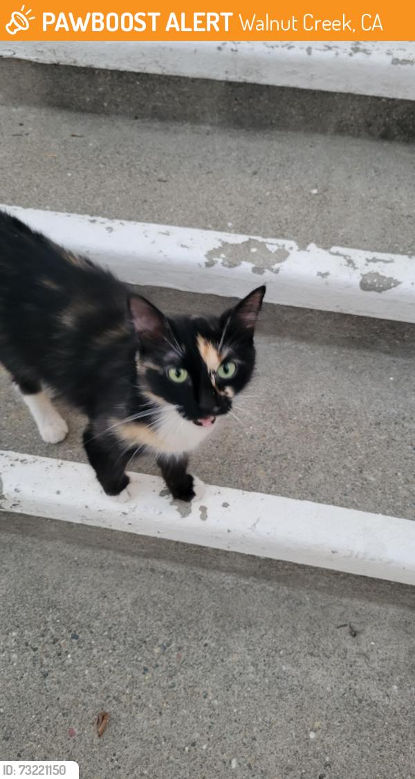 Found/Stray Female Cat last seen Near Northoak Dr, Walnut Creek, CA 94598, Walnut Creek, CA 94598