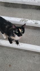 Found/Stray Female Cat last seen Near Northoak Dr, Walnut Creek, CA 94598, Walnut Creek, CA 94598