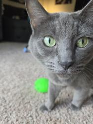 Lost Female Cat last seen Aspire Gresham apmts, Gresham, OR 97030