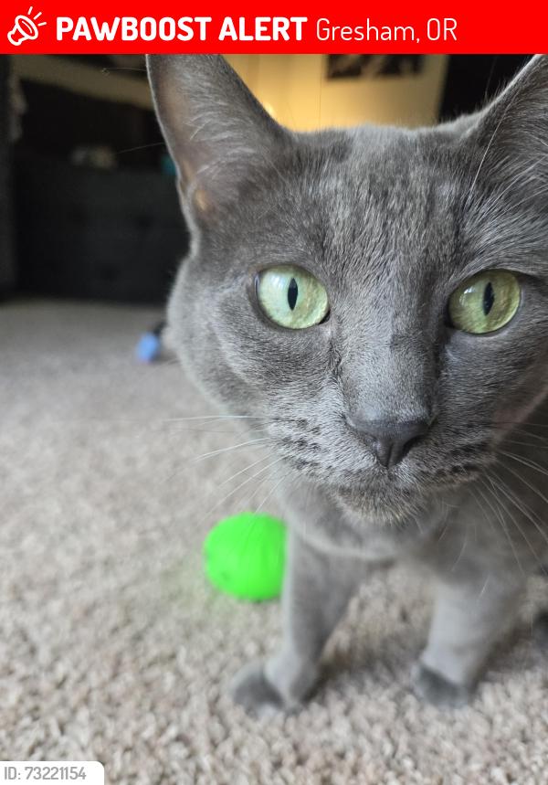 Lost Female Cat last seen Aspire Gresham apmts, Gresham, OR 97030