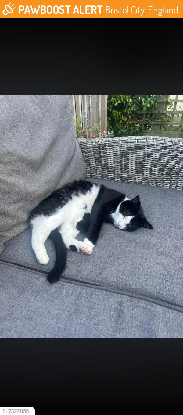 Found/Stray Female Cat last seen Imperial apmts, Bristol City, England 