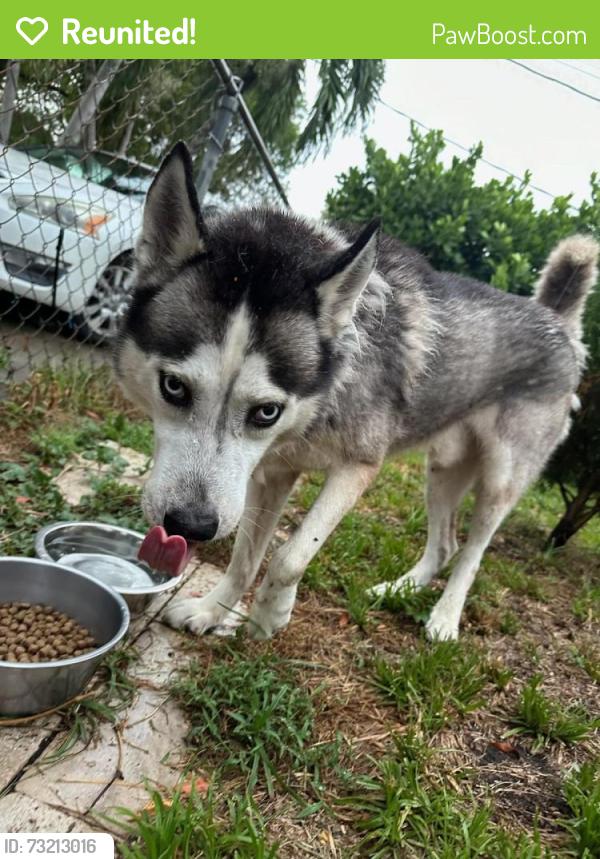 Reunited Male Dog last seen Near nw 58 av 33126, Miami, FL 33126