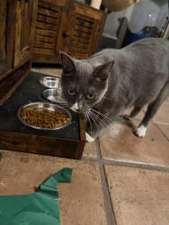 Reunited Male Cat last seen Near Via La Circula, Redondo Beach, CA 90277